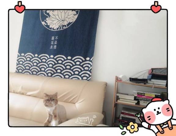 你和男神的差距，只是输在一只猫咪上