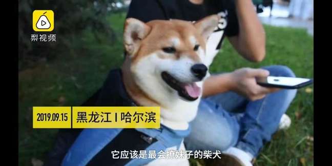 神撩妹,31岁屌丝遛狗收号15000+美女? 神撩妹,31岁屌丝遛狗收号15000+美女?