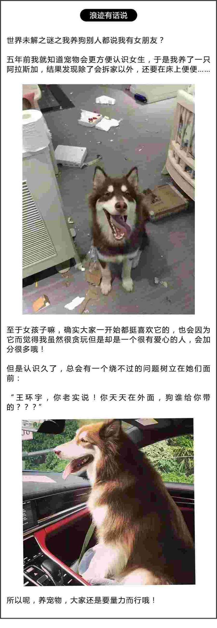 神撩妹，31岁屌丝遛狗收号15000+美女？