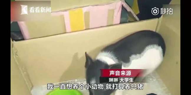 神撩妹,31岁屌丝遛狗收号15000+美女? 神撩妹,31岁屌丝遛狗收号15000+美女?