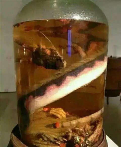 为了“补肾壮阳”，那些吃野味的人到底有多狠？